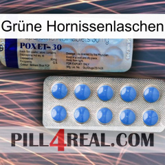 Grüne Hornissenlaschen 39